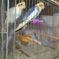 عروس هلندی|پرنده|رشت, لاکانی|دیوار