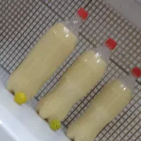 ابلیمو تازه