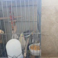 چهارتا عروس هلندی نروماده بعلت نداشتن جا برای