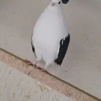 kbotar|پرنده|شهریار, رضی آباد پایین|دیوار