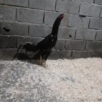 خروس|حیوانات مزرعه|نوشهر, |دیوار