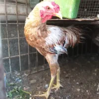 خروس برای داشت|حیوانات مزرعه|بندر گناوه, |دیوار