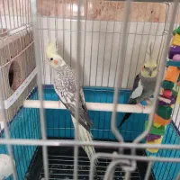 عروس هلندی