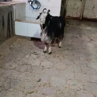 بزغاله نر|حیوانات مزرعه|کاشان, دشت لتحر|دیوار