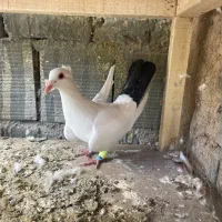 دم سیاه کرمونی