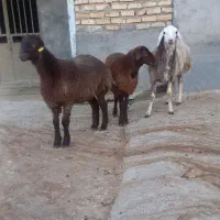 بره ماده هترو و همو|حیوانات مزرعه|قوچان, |دیوار