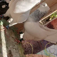 کبوتر طوقی|پرنده|مبارکه, |دیوار