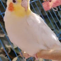 ی جفت عروس هلندی ،نر و ماده