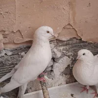 کبوتر تهرانی|پرنده|اصفهان, ستار|دیوار