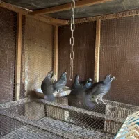 فروش نر بلدرچین کالیفرنیا|حیوانات مزرعه|رامسر, |دیوار