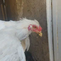 جوجه خروس گلین ۴ ماهه