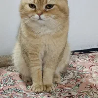 گربه بریتیش گلد|گربه|کرمانشاه, |دیوار