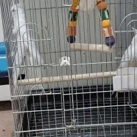 فروش عروس هلندی مولد|پرنده|فردیس, فردیس|دیوار