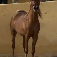 نریان عرب مصری ۲سر (بالغ و آماده ی سواری)