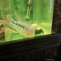 ماده فلاور کامفا