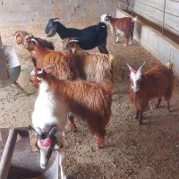 کهره و پازن و بز سانن