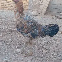 دو تا مرغ لاری  یکی کرچ قیمت مناسب