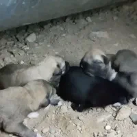 توله سرابی