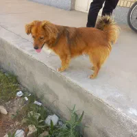 گمشده|حیوانات|بجنورد, |دیوار