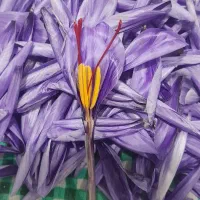 زعفران تازه باگل اعلا درجه یک..محصول شهریار|خوردنی و آشامیدنی|رباطکریم, کیکاور|دیوار