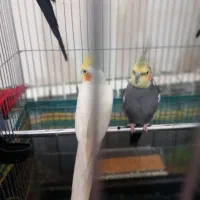 عروس‌هلندی|پرنده|سهند, |دیوار