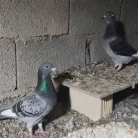 نرو ماده قره ای از خون قوی و درجه یک|پرنده|برازجان, |دیوار