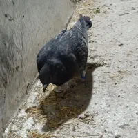کفتر تهرانی|پرنده|محمدیه-قزوین, |دیوار