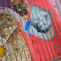 دوعددهمستر|موش و خرگوش|نسیم‌شهر, |دیوار