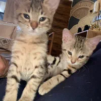 واگذاری بچه گربه سه ماهه