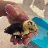 جوجه اردک زرنگ