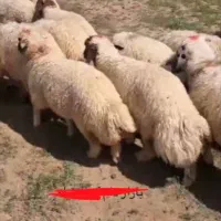 بره نر سفید ( لکی ، صادراتی ) لاغر قیمت بالا