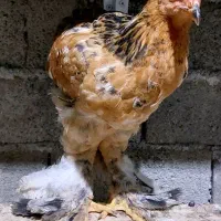 تخم نطفه دار و جوجه امپراطور پاپر