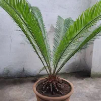 درخت آواکادو گل سیکاس