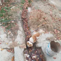 پامر نر بازیگوش|سگ|چناران, |دیوار