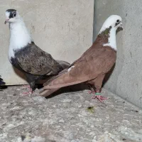 کل سفید،تیر سفید،زردی،ابلغ و طوقی
