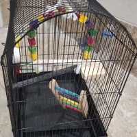 قفس عروس هلندی با وسایل کامل