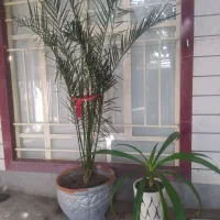 گل طبیعی