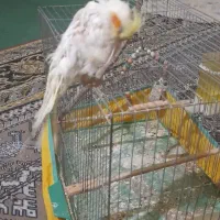 سلام عروس هلندی فروشی