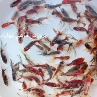 ماهی گلدفیش|ماهی|قم, تعویض پلاک|دیوار