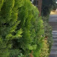 سرویس هرروزه از قدمگاه