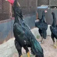 تخم نطفه دارلاری اوشامو اصل وارداتی تضمینی