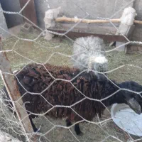 فروش بره نر|حیوانات مزرعه|ساوه, |دیوار