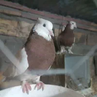 معاوضه با جوجه مرغ