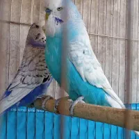 دو جفت مرغ عشق انگلیسی  رنگ نایاب
