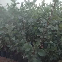 نهال پسته طبیعی