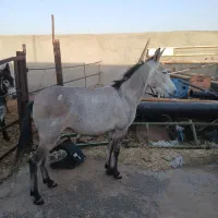 فروش یک عدد قاطر