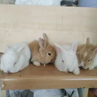 خرگوش نیمه لوپ کوچک
