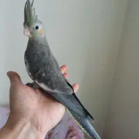 عروس هلندی جوجه دست اموز