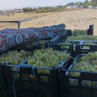 حراج انگور عسگری شیرازدرجه یک