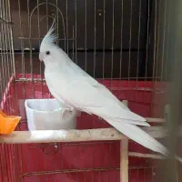 جفت عروس هلندی آلبینو|پرنده|خوی, |دیوار